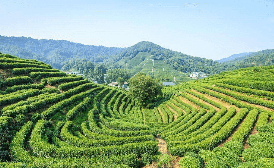 侠客岛西湖龙井加盟流程