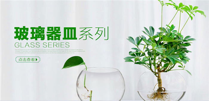 苏芳花卉加盟 苏芳花卉加盟