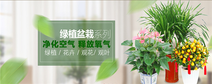 苏芳花卉加盟 苏芳花卉加盟