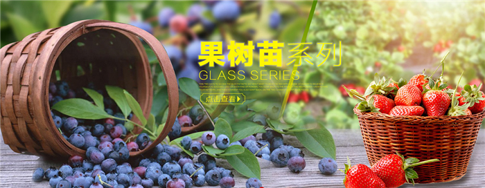 苏芳花卉加盟 苏芳花卉加盟
